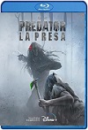 Depredador: La presa (2022) HD 1080p Latino 
