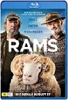 Rams / Los Granjeros (2020) HD 1080p Latino 