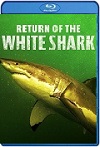 Return of the White Shark (2023) HD 1080p